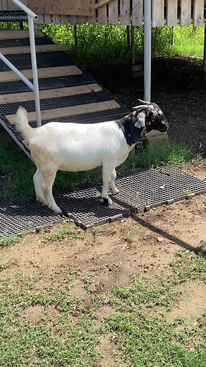 LC Backyard Goats on Reels