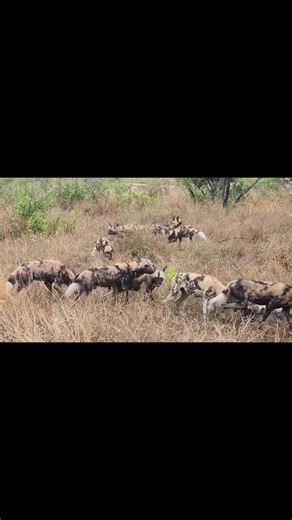 One of the most incredible animals in the African Bush | Nombekana Safaris and Wildlife Photography