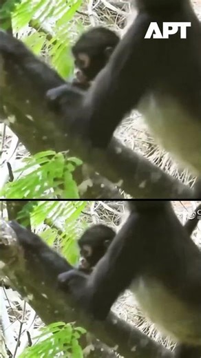 WATCH: Rare Spider Monkey Baby Spotted After 30 Years of “Extinction” | APT