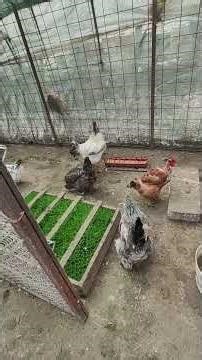 Cocoșul rănit s-a vindecat complet