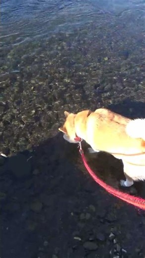 水が苦手なので岩から見守る♂と川に足を浸しめちゃくちゃ水を飲む♀柴犬 #Shorts
