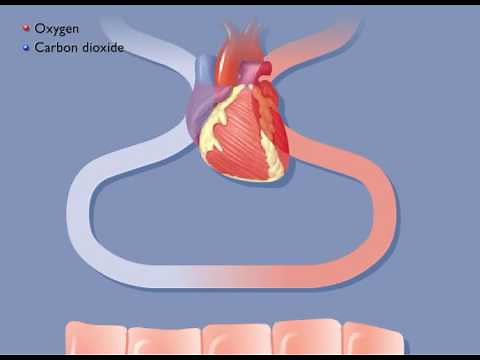 Movement of Oxygen and Carbon Dioxide in the Body