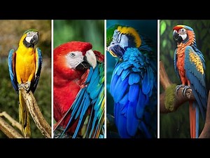 Amazing 05 Fun Facts About Macaw Parrots