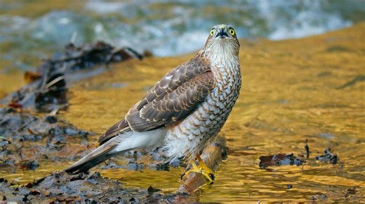 How Birds of Prey Drink ~ Eurasian Sparrowhawk at the River 🦅💧