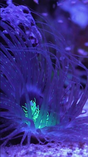 I have ALIENS in my Aquarium! 👽🪸 #tubeanemone #reeftank #saltwateraquarium #coralreeftank