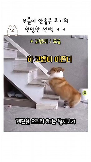 무릎이 안좋은 웰시코기의 현명한 선택 ㅋ #웰시코기 #반려견 #계단오르기 #천재견 #사족보행 #동물영상 #유머 #shorts