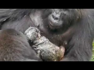 Gorilla gives birth during gorilla trekking check what other gorillas did.