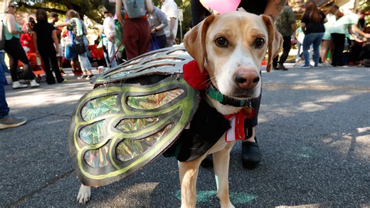 Neighbor’s dog won’t stop barking? What you can legally do in NJ