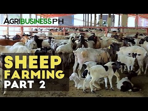 Sheep breeding | Sheep farming part 2 #Agribusiness
