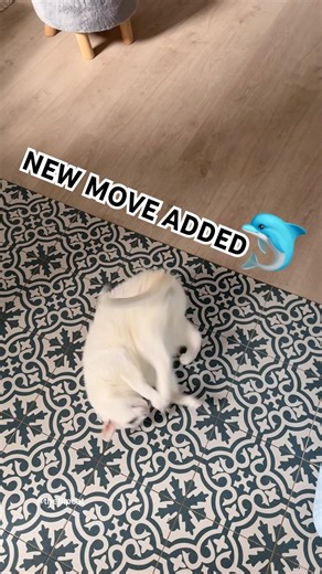 Cat SCREAMS for attention to perform tricks #cat #funnycat #cattricks #bonl