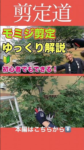 Maple tree pruning: A step-by-step guide for beginners #Garden tree care #Pruning methods #Garden...