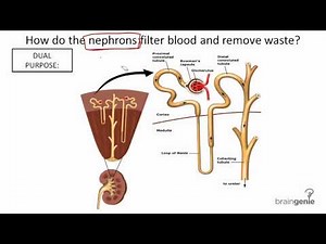 8.8.1 Kidney Structure and Function