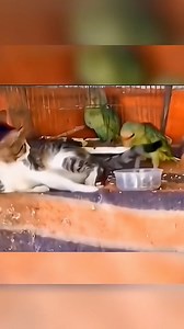 2.9M views · 59K reactions | Funny animal 1 (55) #PetGiggles  #SillyCatLife  #HappyTails  #WhiskerWonders  #PawfectLaughs  | Swiftco Entertainment Inc. | Facebook