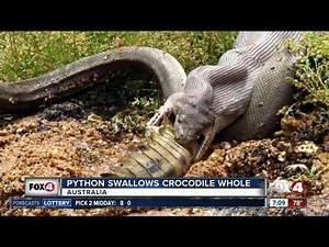 Python swallows crocodile whole