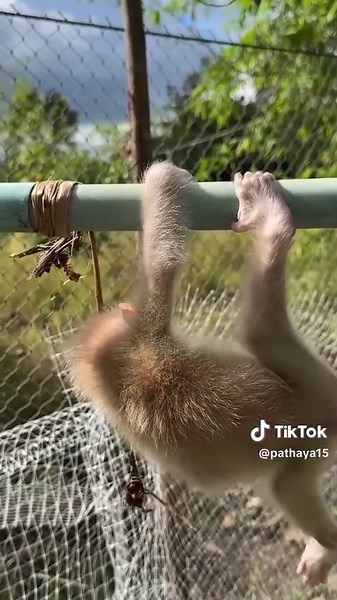 Morning Exercise with a Playful Monkey
