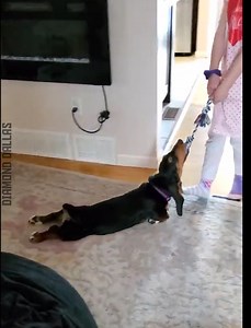 1.5M views · 79K reactions | Animals & Their Goofy Side | Diamond Dallas Page | Facebook