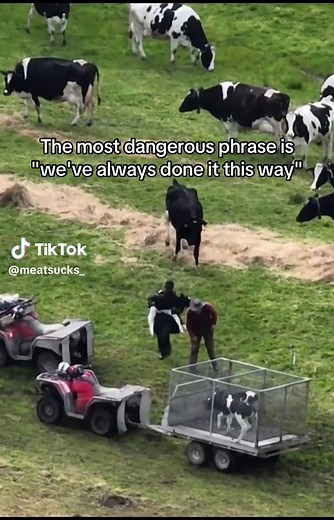 The Hidden Truth Behind Cow Milk Production