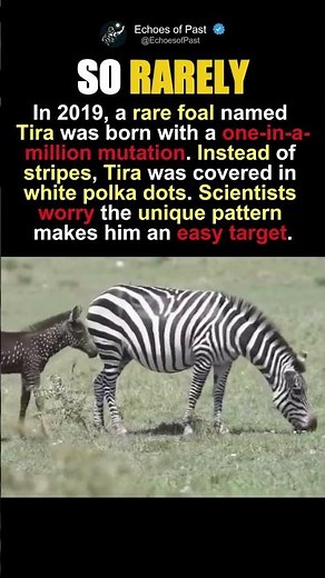 The Zebra Born Without Any Stripes