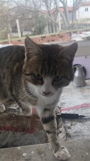 kedi aslan çıktı şunun tadını bilenler bir kalp atsın #keşfet #fyp #shorts #kedi #kediler