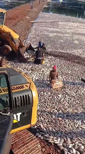 Falha no fornecimento de energia provoca prejuízo milionário a piscicultor em Cascavel