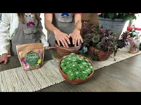 Roberta's 6-Piece Hardy Hens and Chicks Sempervivums Live Plants on QVC