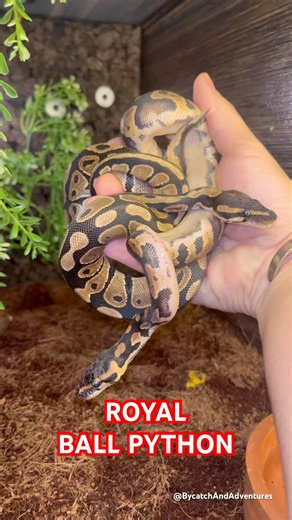Royal Ball Python