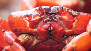 Christmas Island turns scarlet as red crabs migrate