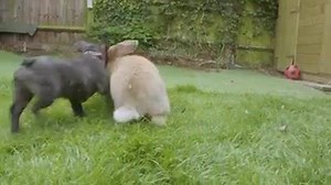 20K views · 447 reactions | Dexter el conejo más grande del mundo! ❤️ #Conejote #Belleza | Conejitos | Facebook