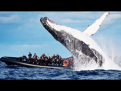 The BIGGEST WHALES In The World 🐳
