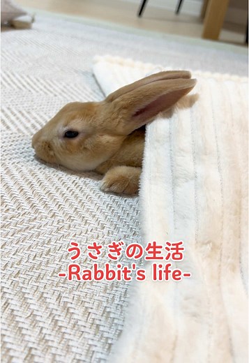 うさぎだって大変🐰💦 #うさぎの生活#うさぎのせあいさぎのいる暮らし #ミニレッキス #ミニレッキスベビー #rabbit #minirexrabbit #minirex #bunny