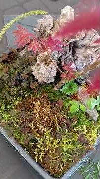 bonsai arce japones♊🈴 🌿🌞🐝