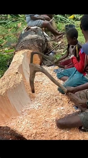 Sago Extraction from sago palm tree