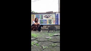 Cats’ scuffle gets unexpected help from owner in Bogor, West Java, Indonesia