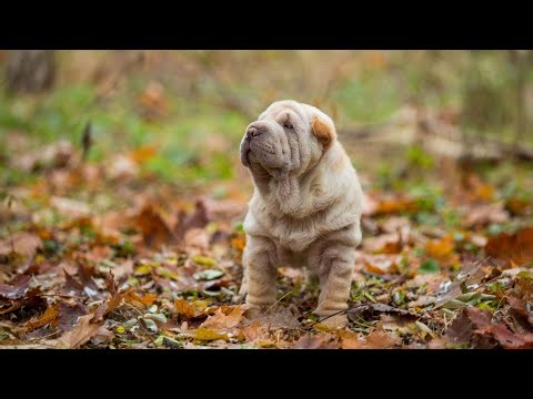 Understanding the Behavior Quirks of Chinese Shar-Peis