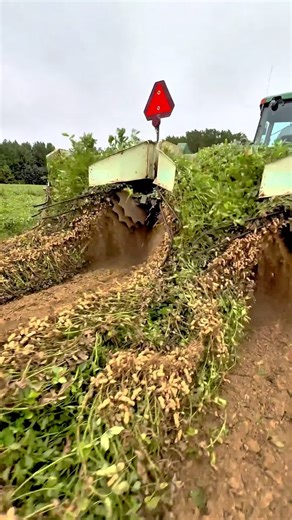 Understanding How Peanuts Grow Underground