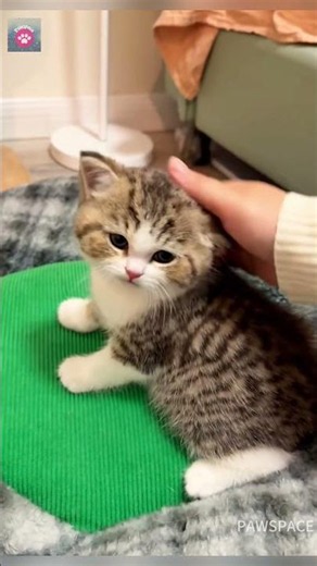 Cute calico cat#cutecat #meow