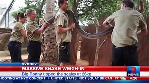 28K views · 94 shares | Sydney Zoo's five metre long scrub python 'Big Ronny' has needed four handlers on four different scales to record his weight. www.7News.com.au #SydneyZoo #ScrubPython #7News | 7NEWS Sydney | Facebook