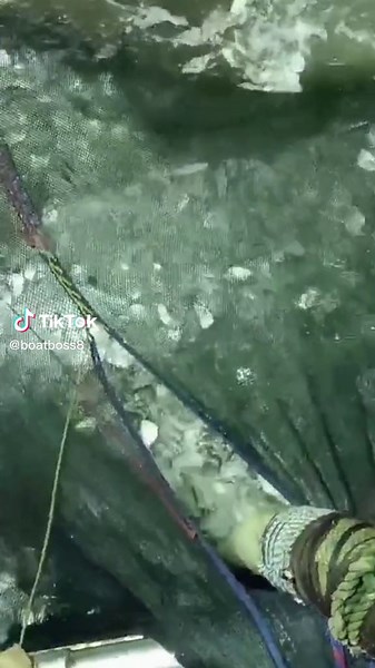 Understanding the Environmental Impact of Overfishing