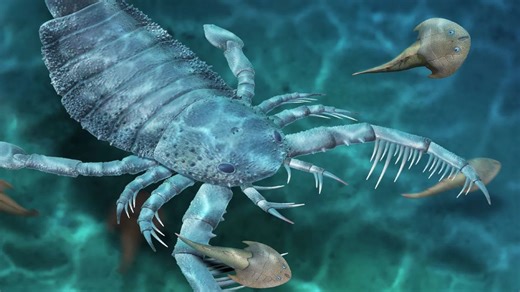 125-Million-Year-Old Scorpion Fossil Discovered in China