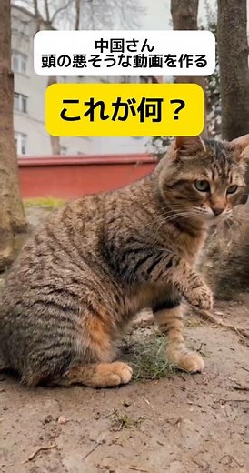 【は？】中国が作った意味不明な比較動画 #shorts