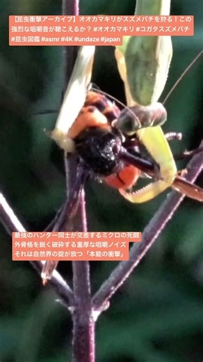 【昆虫衝撃アーカイブ】オオカマキリがスズメバチを狩る！この強烈な咀嚼音が聴こえるか？ #オオカマキリ #コガタスズメバチ #昆虫図鑑 #asmr #4K #undaze #japan #insects