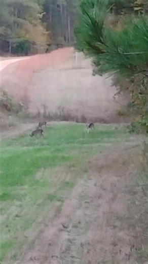 November can't make it fast enough.#deerhunting#deerseason #foryoupage
