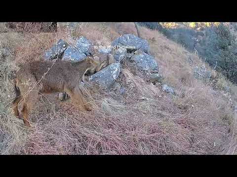 Ghoral Behaviour #himalayanwildlife