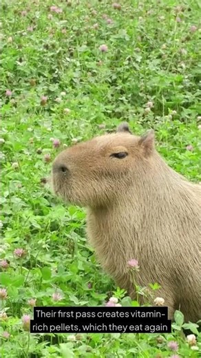 Why Capybaras Eat Their Own Poop #capybara