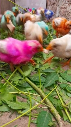 The Secret Language of Chicks! Cute Sounds | Murgi k chote chote chuja | hen baby cutest sound