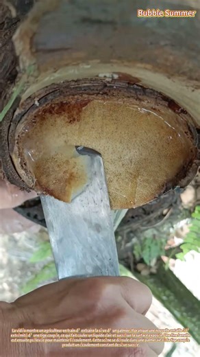 La récolte de la sève de palmier : extraire le jus sucré d’une tige coupée