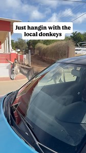 Have you ever been to Bonaire? Have you ever seen wild donkeys on a Caribbean island? If you answered no to either of these questions, you need to make a trip there. One of my favorite parts of visiting is seeing the donkeys living their best life on the island You will also see goats roaming, and many lizards. Tons of birds. So if you’re not a diver or into water sports, that’s ok. Bonaire has a lot to offer #bonaire #donkey #travel #travelphotography #donkeybusiness #localsonly | Jeremiah Wind