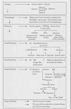 Digestion the entire process/ Class 10 CBSE Science