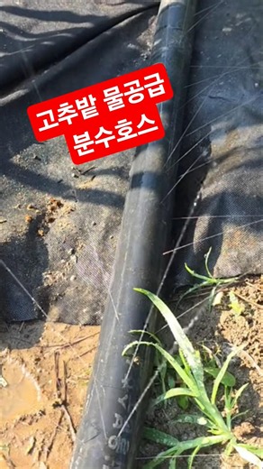 How to Water Your Chili Pepper Patch and Solve Drought Issues Using a Soaker Hose #shorts