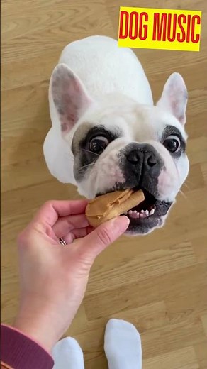 🔴Dog Relaxation Music🎵Lullaby For Dogs🎵Music for Dogs